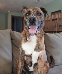 Embark Breed Identification Kit | Most Accurate Dog DNA Test | Test 350+ Dog Breeds | Breed ID Kit with Ancestry & Family Tree 48 713AUYuZTxL