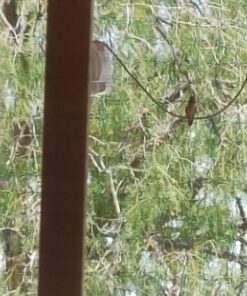 Best-1 Hummingbird Feeder Replacement Bottom Standard 21 713Adz7GvL