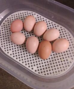 HBlife Digital Egg Incubator for Hatching 9-12 Chicken, Quail and Duck Eggs, with Fully Automatic Egg Turning and Temperature Display, Hatcher for Turkeys, Birds, Parrots and Poultry 44 713B7RjgZNL