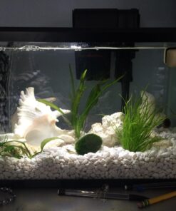 US Shell, 1 Piece, Murex Ramosus Sea Shell, 7 to 8 Inch Size 14 713BEQXpIaL