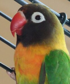 Flackers Organic Flax Seed Crackers Cinnamon & Currants, 5 Ounce 1 Pack, Gluten Free, Non GMO, Vegan, Naturally Sweet 5.00 Ounce (Pack of 1) 9 713DnlzqYTL