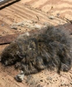 Neogen Ramik Green Fish Flavored Weather Resistant Rodenticide Nuggets, 4 lb bag 4-pound pouch 55 713H0SMcorL