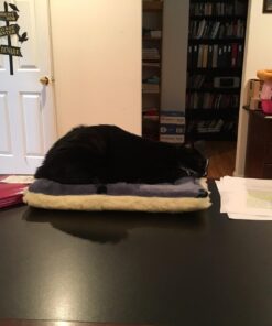 MidWest Homes for Pets Reversible Paw Print Pet Bed in Blue / White, Dog Bed Measures 17L x 11W x 1.5H for 'Tiny' Dog Breed, Machine Wash 17.0"L x 11.0"W x 1.5"Th 29 713J9Kk0AEL