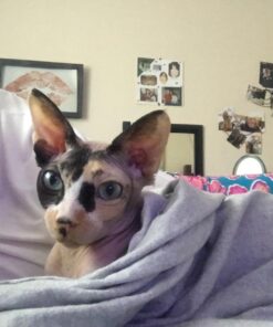 NOW Supplements, Slippery Elm Powder (Ulmus rubra), Non-GMO Project Verified, Herbal Supplement, 4-Ounce 16 713Mh PbYL