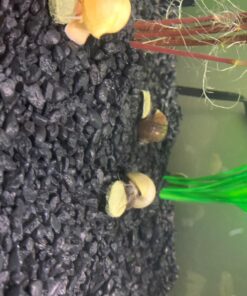 Aquatic Arts Algae Wafers (8 Ounce) Sinking Food for Live Aquarium Shrimp, Fish (Pleco/Tetra), Snails, and Bottom Feeders | High Protein Spirulina Blend Fish Food for Fish Tank Aquariums 36 713NzFVaABL