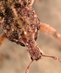 Celestron 44314 FlipView Handheld LCD Microscope (Grey) 28 713P80IT4YL