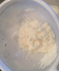 Live Milk Kefir Grains - Live Probiotic Culture Mr. and Mrs. Kefir Instructions 30 713QP3YPYL