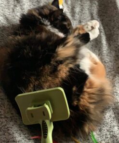 Coastal Pet Safari - Cat Self-Cleaning Slicker Brush - Cat Grooming Supplies Pack of 1 43 713QbJpR4lL