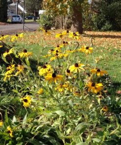 Outsidepride Perennial Rudbeckia Hirta Black-Eyed Susan Wild Flowers - 5000 Seeds 23 713QyacgxML