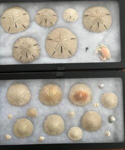 SE Glass Top Display Box - JT9214 14-½” x 8” x ¾" 22 713RV9B4eRL