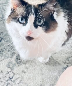 Natural Balance Fat Cats Low-Calorie Dry Cat Food for Overweight Adult Cats, Chicken Meal, Salmon Meal, Garbanzo Beans, Peas & Oat Groats Recipe, 6 Pound (Pack of 1) Chicken Meal, Salmon Meal, Beans, Peas, Oats 6.00 Pound (Pack of 1) 20 713SNsNAbqL