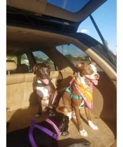 Advantage II XL Dog Vet-Recommended Flea Treatment & Prevention | Dogs Over 55 lbs. | 4-Month Supply 4-Pack 35 713SlH XowL