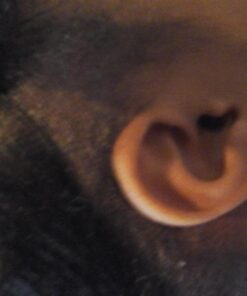 Tea Tree Oil Balm , Extra Strength, Pair Well with Jock Itch Cream, Spray, Athletes Foot, Ringworm Cream for Human, Fast Acting for Dry, Itchy Skin, Plant Powered Wonder Balm 43 713TrXNSNcL