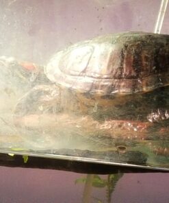 Gulfstream Tropical AGU030SM Mag-Float Glass Aquarium Cleaner, Small 19 713TsVwn8eL