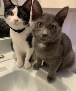 Catit Airsift Jumbo Hooded Cat Litter Pan, Warm Gray - Privacy and Easy Access for Cleaning - Ideal for Larger Cat Breeds or Multiple Cat Households 40 713Ua hvMYL