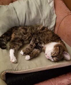 K&H Pet Products Heated Thermo-Kitty Mat, Indoor Heated Cat Bed, Pet Heat Pad for Indoor Cats and Small Dogs, Cat Heating Pad, Electric Thermal Warming Cat Bed Mat, Sage/Tan 12.5 X 25 Inches Pet Bed 37 713VFGoVSYL