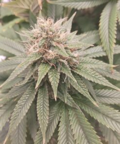 FoxFarm FX14047 2-Cubic Feet FoxFarm Happy Frog Potting Soil 2 cubic feet 19 713VQo42NuL