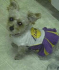 Purina Beneful High Protein, Gravy Wet Dog Food Variety Pack, Prepared Meals Stew - (6) 10 oz. Tubs 6.00 Ounce (Pack of 10) 25 713YOLZWWjL