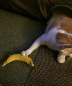 Yeowww! Yellow Banana Catnip Toy (2 Pack) 25 713ZugsOv0L