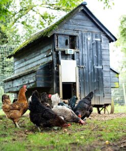Alternative view of ChickenGuard Automatic Chicken Coop Door Openers, 3 Models, Timer/Light Sensor, Lift up to 4kg Pop Hole Door, Batteries (Premium)