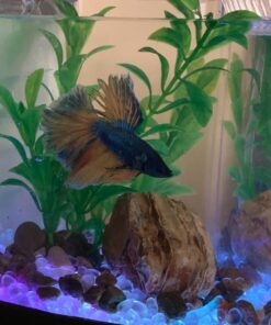 Aqueon Betta Falls 3 Section Aquarium Fish Tank With QuietFlow Power Filtration, Black 44 713bb6ghtDL