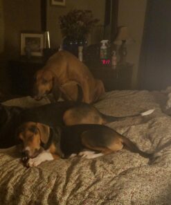 Busy Rollhide Dog Treats 15 Rolls, 20 Oz. pack 7 713bd8W00aL