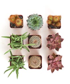 Shop Succulents | Cactus & Succulent Collection of Live Plants, Hand Selected Variety Pack of Cacti and Mini Succulents | Collection of 9 Standard Box 14 713cuPp09vL