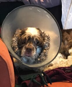 Pet MD - Benzoyl Peroxide Medicated Shampoo for Dogs and Cats - Effective for Skin Conditions, Dandruff, Itch Relief, Acne and Folliculitis - Citrus Scent - 12 oz 26 713f peH4vL