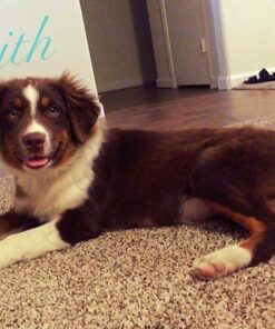 NaturVet – Brewer’s Dried Yeast Formula with Garlic Flavoring – Plus Omegas | Rich in Omega-3, 6 & 9 Fatty Acids | Fortified with B1, B2, Niacin & Vitamin C | for Dogs & Cats | 1000 Chewable Tablets 19 713f6mO4vZL