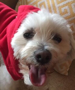 Gooby Padded Vest Dog Jacket - Red, Medium - Warm Zip Up Dog Vest Fleece Jacket with Dual D Ring Leash - Winter Water Resistant Small Dog Sweater - Dog Clothes for Small Dogs Boy and Medium Dogs Medium chest (18.25") 1 42 713fzEGwDEL