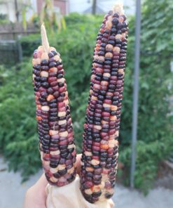 Glass Gem Indian Corn Heirloom Seed - The Most Beautiful Corn in the World! 56 713hDG2hoL