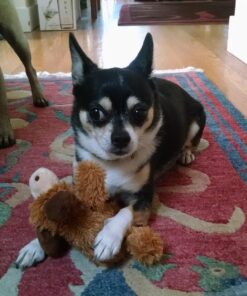 KONG - Cozie Marvin Moose - Indoor Cuddle Squeaky Plush Dog Toy - for Small Dogs Gold,brown 28 713hIX4u9mL