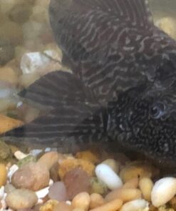 Aquatic Arts Algae Wafers (8 Ounce) Sinking Food for Live Aquarium Shrimp, Fish (Pleco/Tetra), Snails, and Bottom Feeders | High Protein Spirulina Blend Fish Food for Fish Tank Aquariums 31 713hv0rW1bL