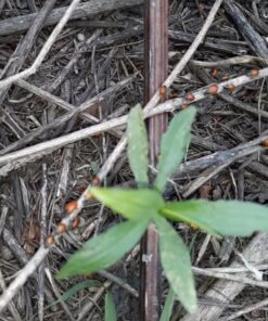 300 Live Ladybugs - Good Bugs - Ladybugs - Guaranteed Live Delivery! 34 713i5YxM73L