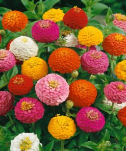 Outsidepride Zinnia Elegans Lilliput Heat & Drought Tolerant Garden Cut Flower Mix - 1000 Seeds Lilliput Mix 42 713kfcBHbDL