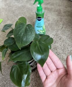 Miracle-Gro Leaf Shine, 8-Ounce Green 8 oz. 45 713kmMKTGSL