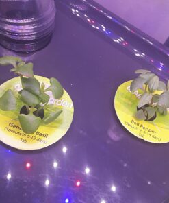 AeroGarden Sweet Bell Peppers Seed Pod Kit (9-pod) Tall Gardens Only Sweet Bell Pepper 46 713m0uzO1mL