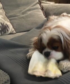 PET MAGASIN Rawhide Alternative Natural Jumbo Cow Ears 12-Pack Dog Treats Super Chew Long-Lasting, Made in Registered Facility 34 713mNyrn6bL