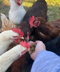 FLYGRUBS Superior to Dried Mealworms for Chickens (1lb) - 85X More Calcium Than Live mealworms - Non-GMO Chicken Feed - BSFL Treats for Hens, Ducks, Turkeys, Wild Birds, Turtles, Quails 1 Pound 29 713ppu7WorL