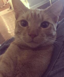 Seresto Cat Vet-Recommended Flea & Tick Treatment & Prevention Collar for Cats | 8 Months Protection 1 Pack Cat Only 41 713rUeTYYjL