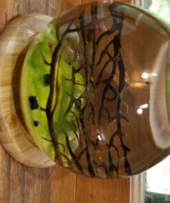 Shrimp Bubble Glass Self-Sustaining Ecosystem Amber 35 713rnhZEbmL