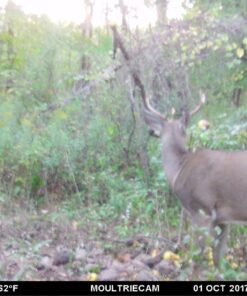 Wildlife Research Center Scrape Active-Scrape Combo 24 713sUVs8WFL