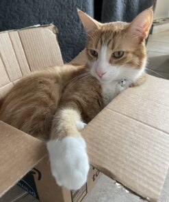 Hill's Science Diet Dry Cat Food, Adult, Perfect Weight for Healthy Weight & Weight Management, Chicken Recipe, 15 lb. Bag 15 Pound (Pack of 1) 33 713sqYl n6L