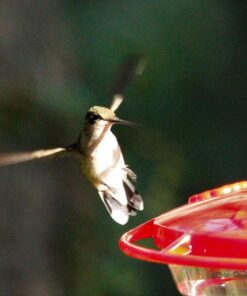 Aspects 367 Hummzinger Ultra Hummingbird Feeder, 12-Ounce,4 Feeding,Red 33 713utkdgIZL