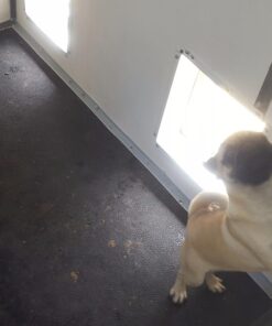 PetSafe Basic Bark Control Collar for Dogs 8 lb. and Up, Anti-Bark Training Device, Waterproof, Static Correction, Canine - Automatic Dog Training Collar to Decrease Barking, PBC-102 34 713uyIZLEcL