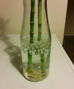 1 Pound Bag of Water Beads - Clear 43 713v0MBhQTL