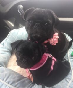 Oster Gentle Paws Less Stress Dog and Cat Nail Grinder, 2 Speed (078129-600-000) Blue 35 714 5wJAvWL