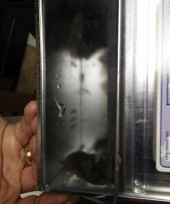 Ketch-All Mousetrap w/ Clear Lid 20 7143RV9TfVL