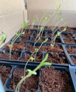 Sow Right Seeds - Flower Seed Collection - Carnation, Gayfeather, Dahlia, Morning Glory, Larkspur, Balsam, Snapdragon, Phlox, Zinnia, & Daisy - Non GMO Heirloom Seeds for Planting - 10 Packets 31 7145uz3858L