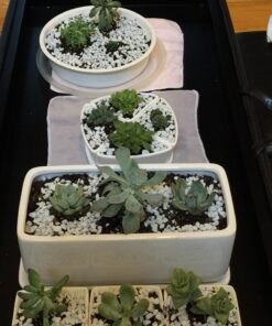 Succulent Assorted Pack- Perfect for Weddings, Party Favors, Home Gardens, and Social Events by Jiimz (15 Pack) 65 71463ySAkuL